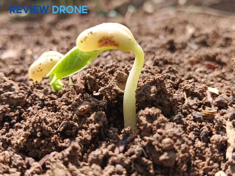 Chăm sóc giai đoạn cây con sau gieo