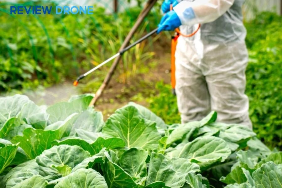 7 Cách trừ sâu cho rau cải hiệu quả, an toàn không độc hại