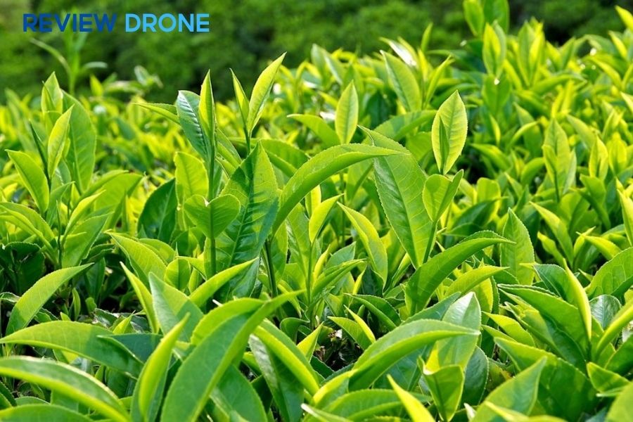 Cách phun thuốc cho cây chè đúng cách & tiết kiệm