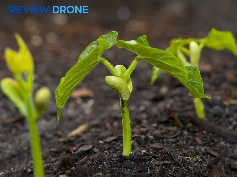 Kiểm soát sâu bệnh giai đoạn nảy mầm và cây con