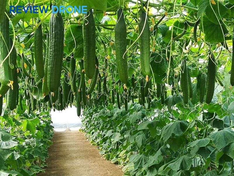 Các lưu ý quan trọng để tránh thất thoát phân bón