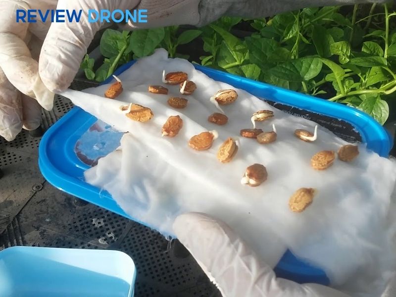 cách gieo hạt vừng