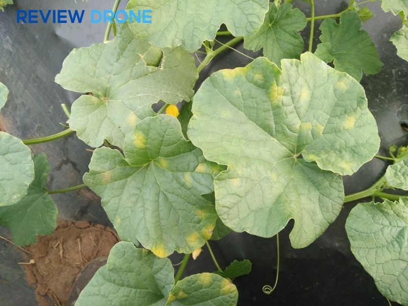 Nhận biết dấu hiệu thiếu hụt dinh dưỡng qua lá
